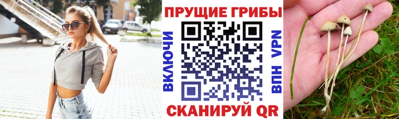 Купить где  Безенчук  Псилоцибиновые грибы ЛСД 